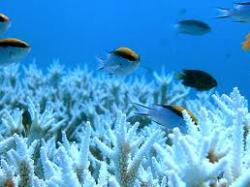 เริ่มพบปะการังฟอกขาวที่เกาะเสม็ดแล้ว
