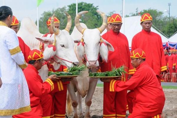 พืชมงคล ปี 58 พระโคกิน 'หญ้า' น้ำบริบูรณ์พอควร